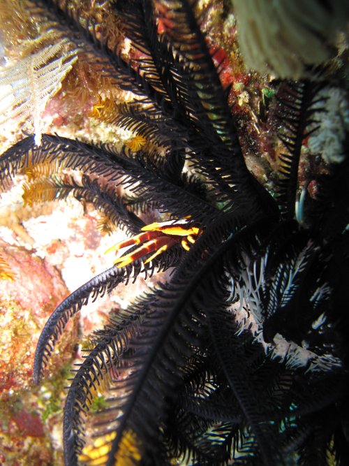 galathée des crinoïdes de Baba